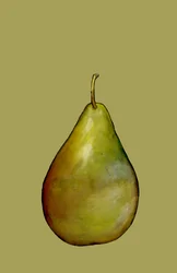 Pære, 2007 (olje og pastell på papir)